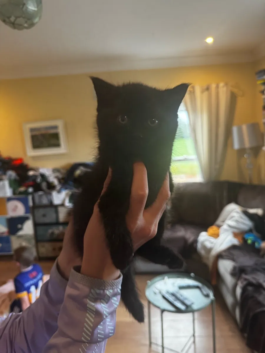 Black kittens - Image 1
