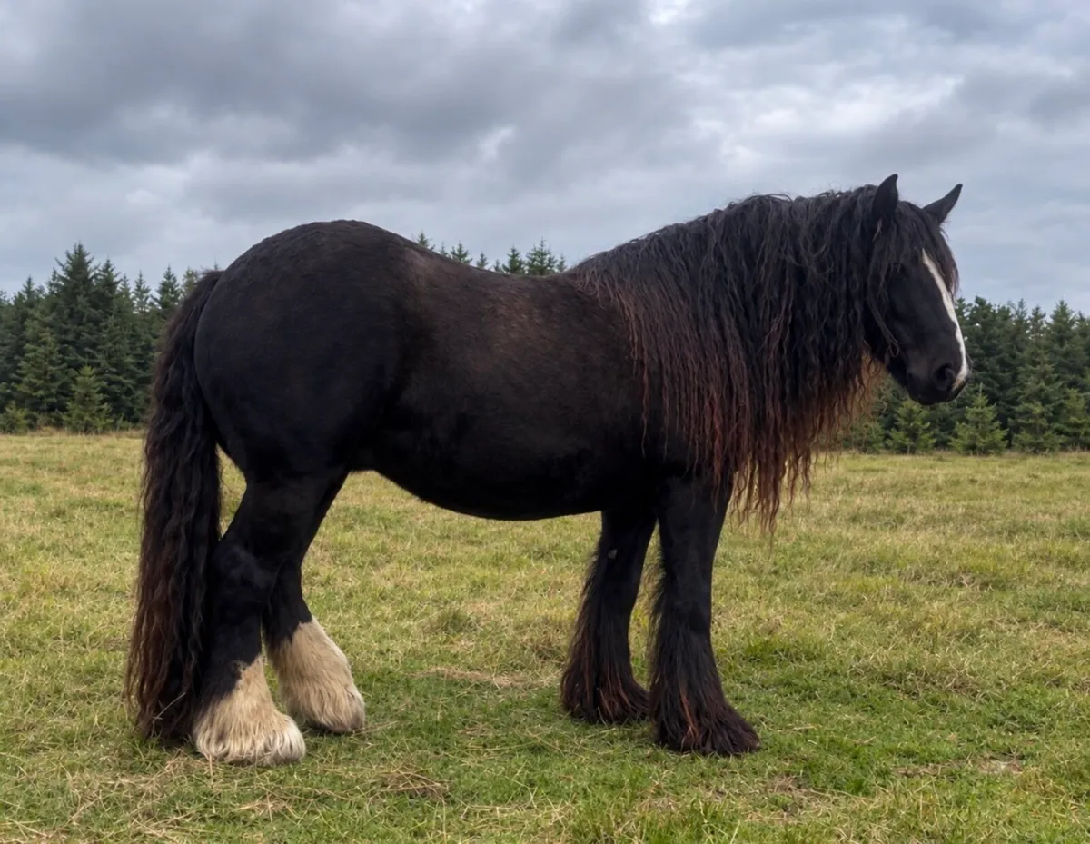 Heavy Cob mare 15.2 hh - Image 1