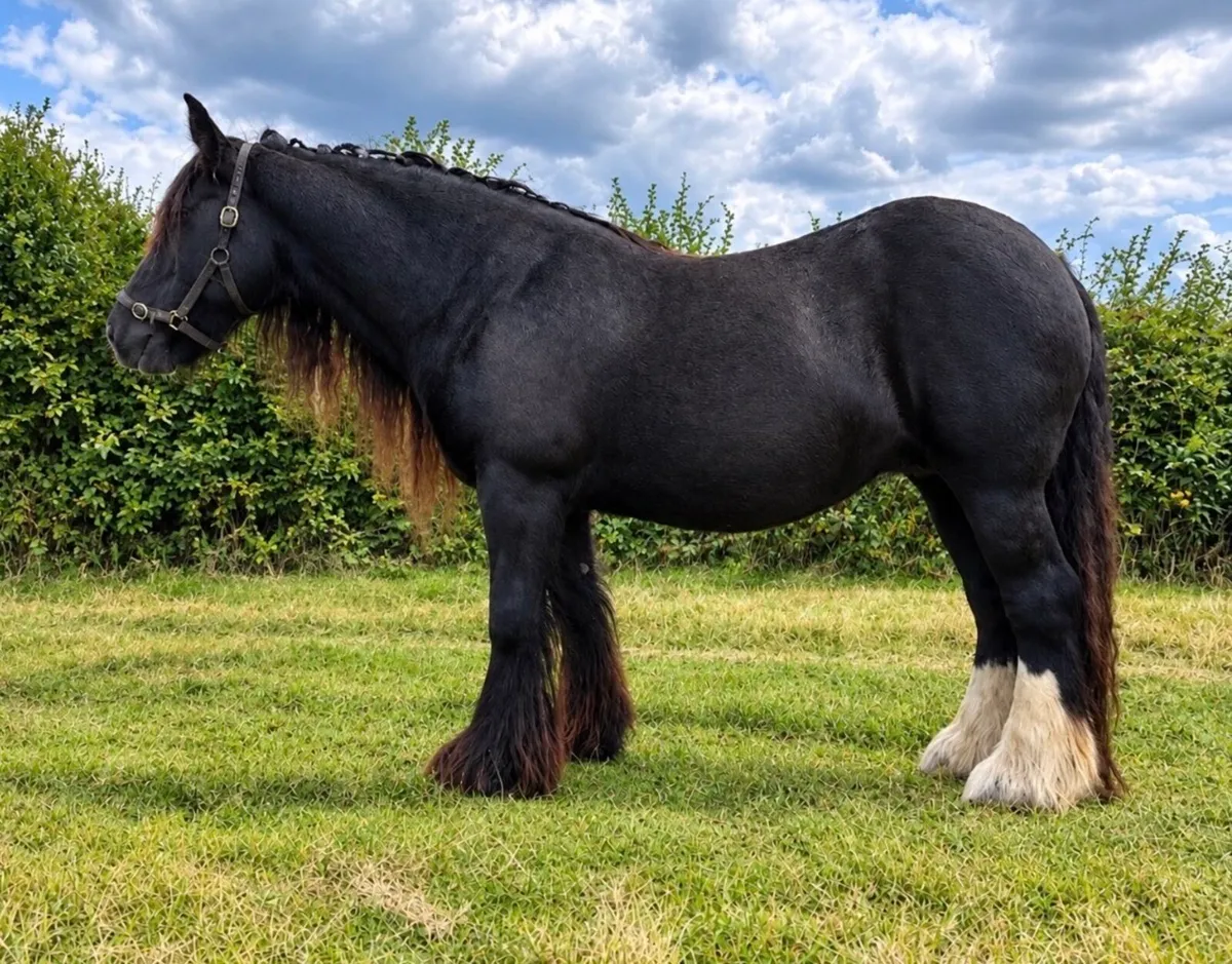 Heavy Cob mare 15.2 hh - Image 2