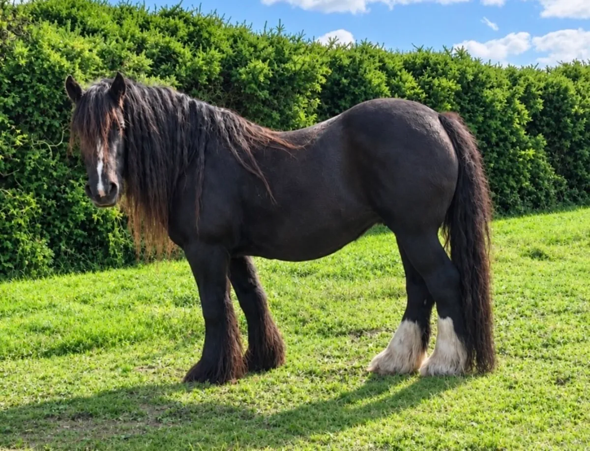 Heavy Cob mare 15.2 hh - Image 3