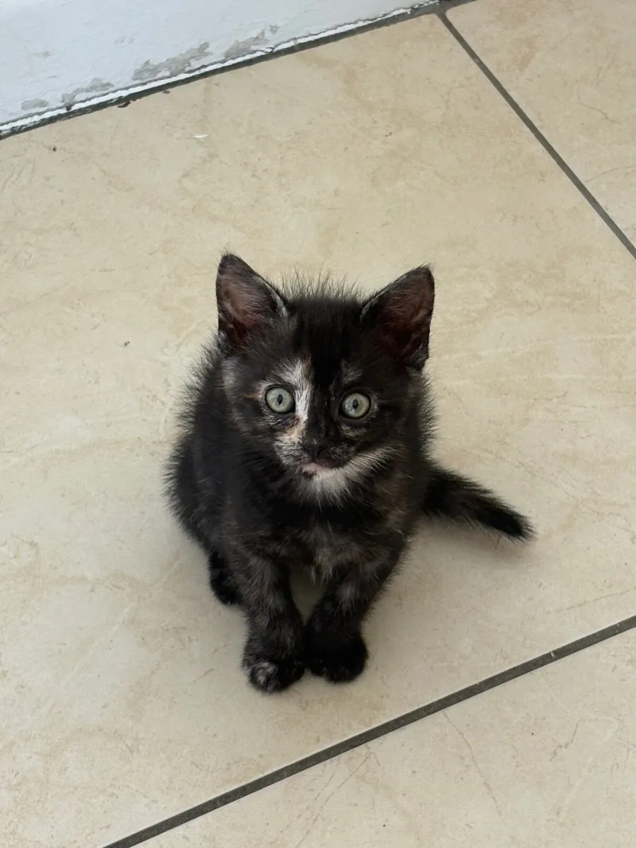 Kitten - Image 2