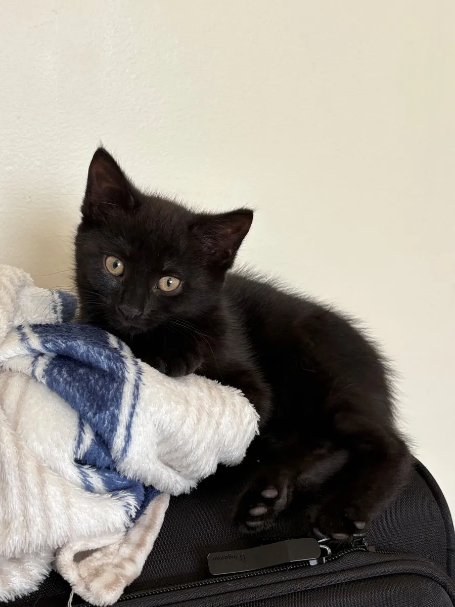 Kitten - Image 3