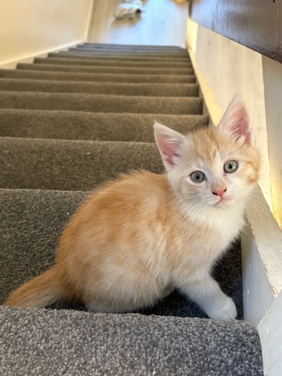 Kitten - Image 4