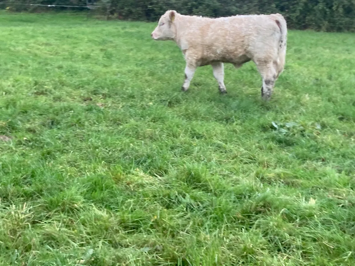 Pedigree calf - Image 2
