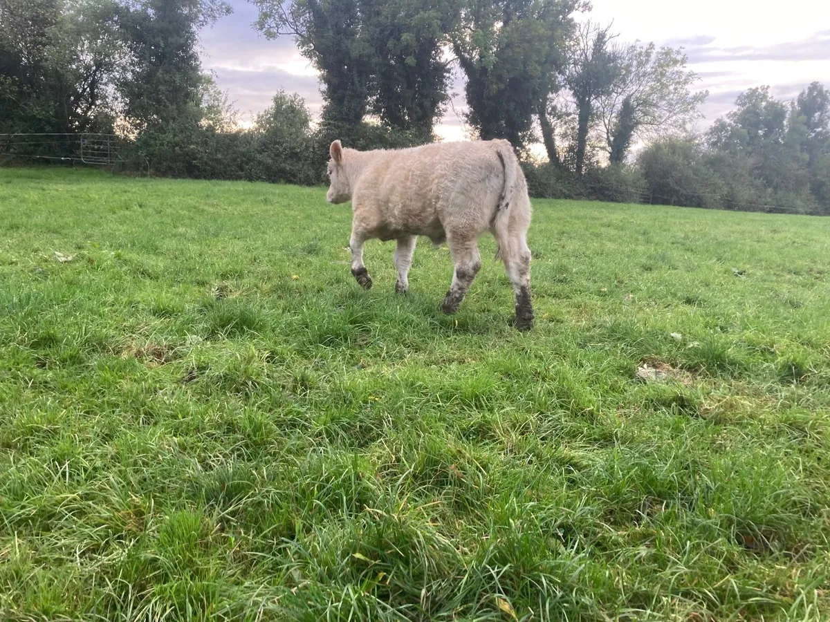 Pedigree calf - Image 3