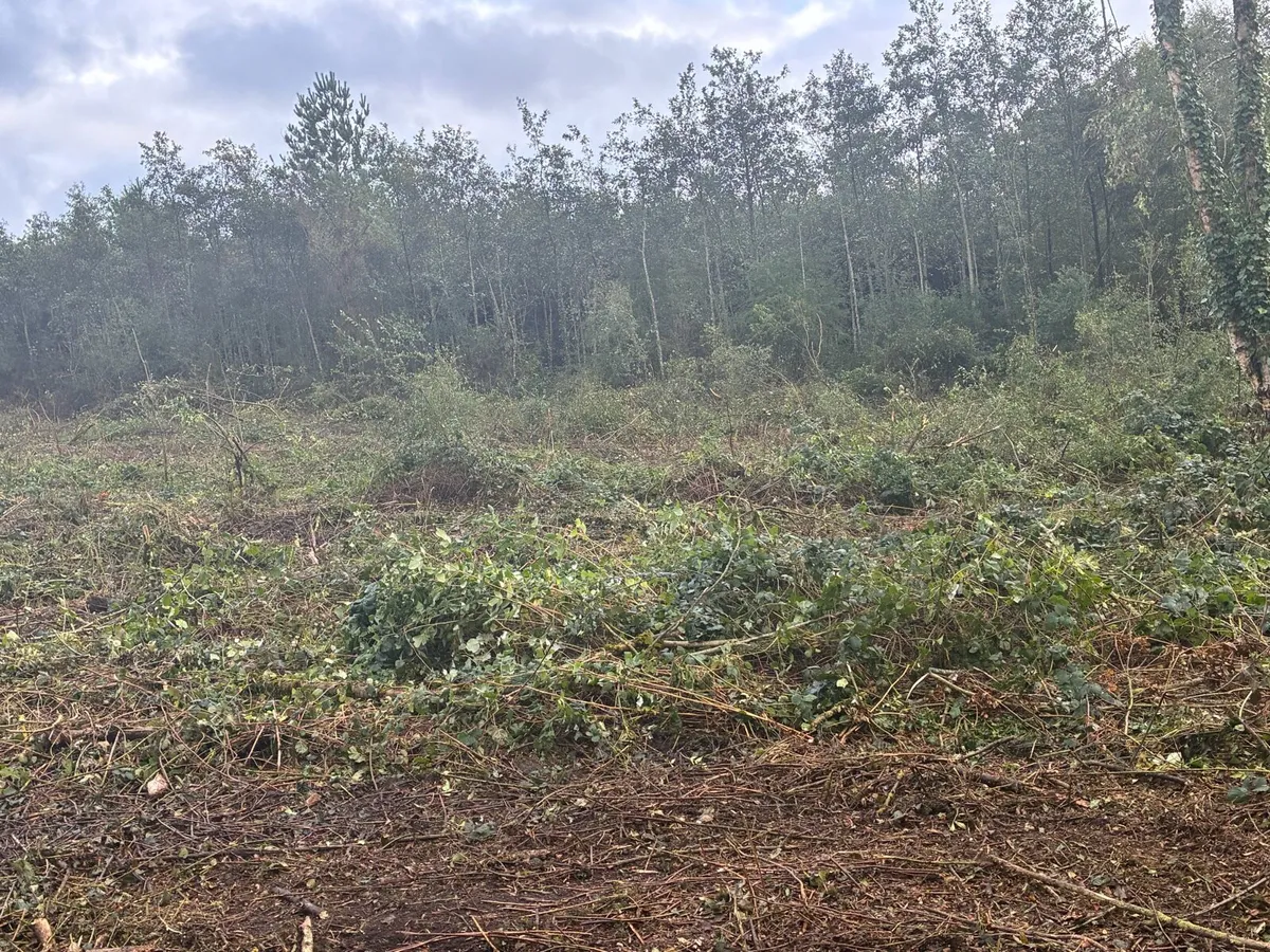 Mulching and tree shearing - Image 1
