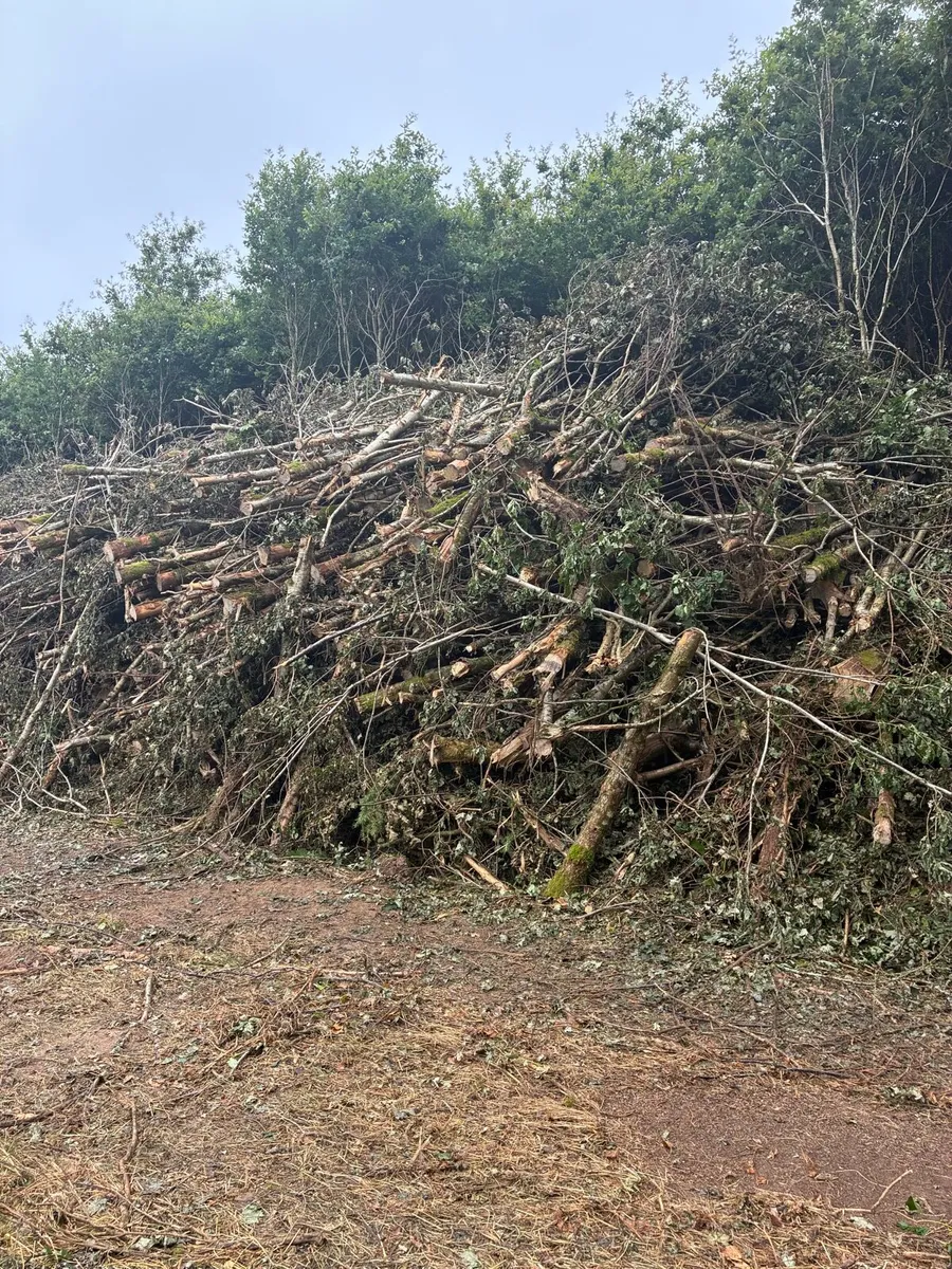 Mulching and tree shearing - Image 3