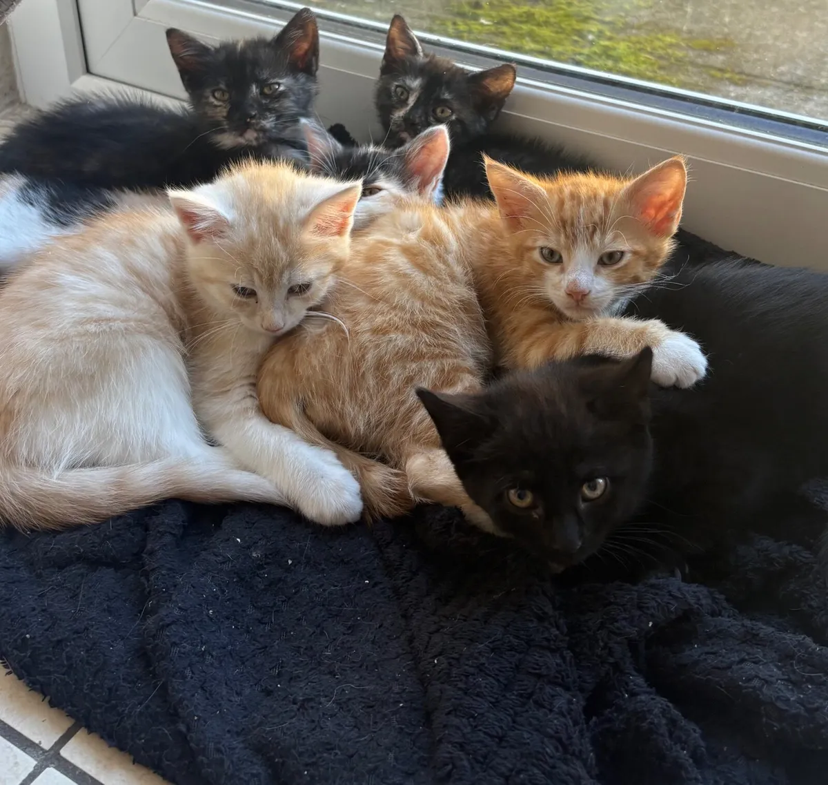 Kitten - Image 1