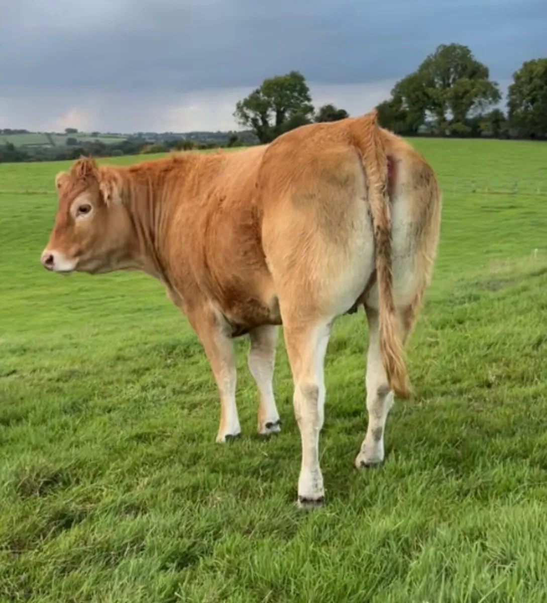 Limousine Incalf Heifer - Image 2