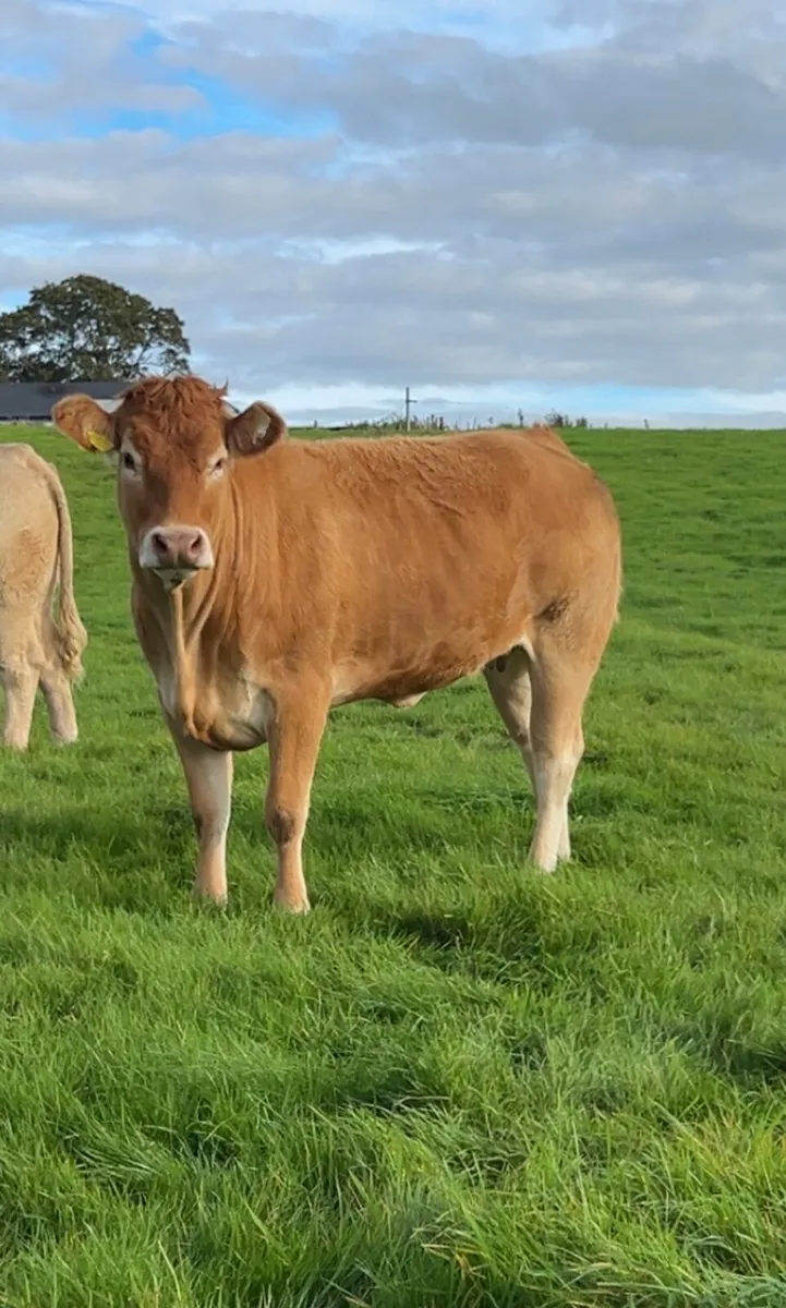 Limousine Incalf Heifer - Image 1