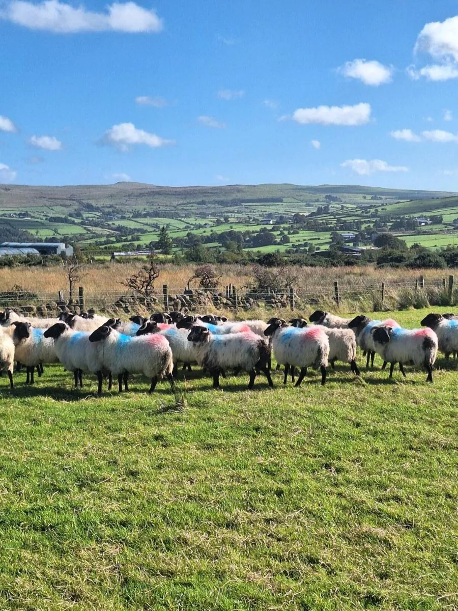 Mayo hoggets - Image 1