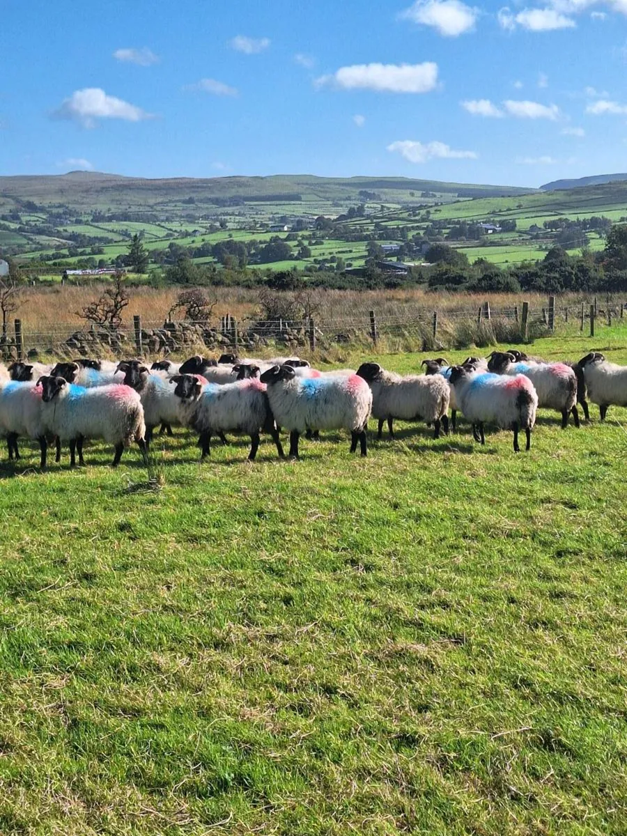 Mayo hoggets - Image 2