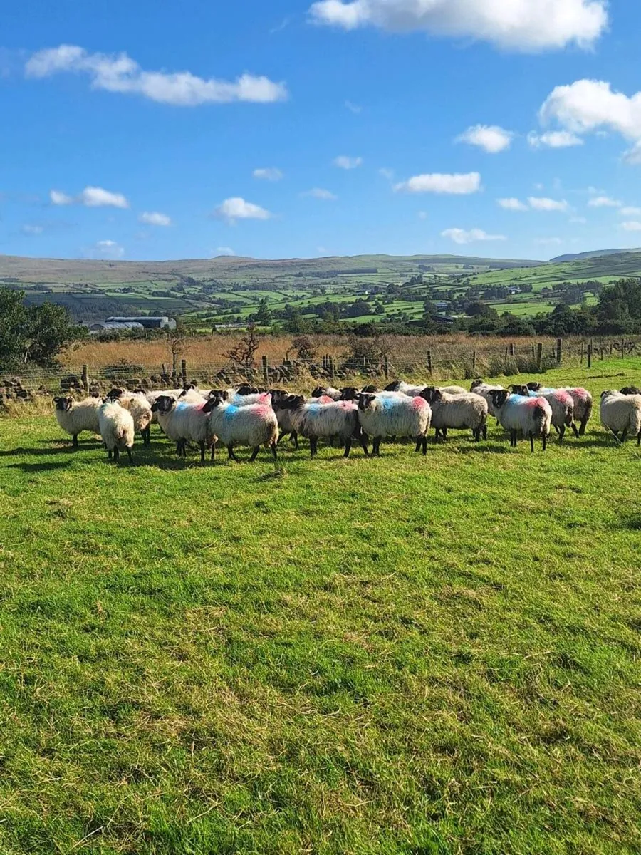 Mayo hoggets - Image 3