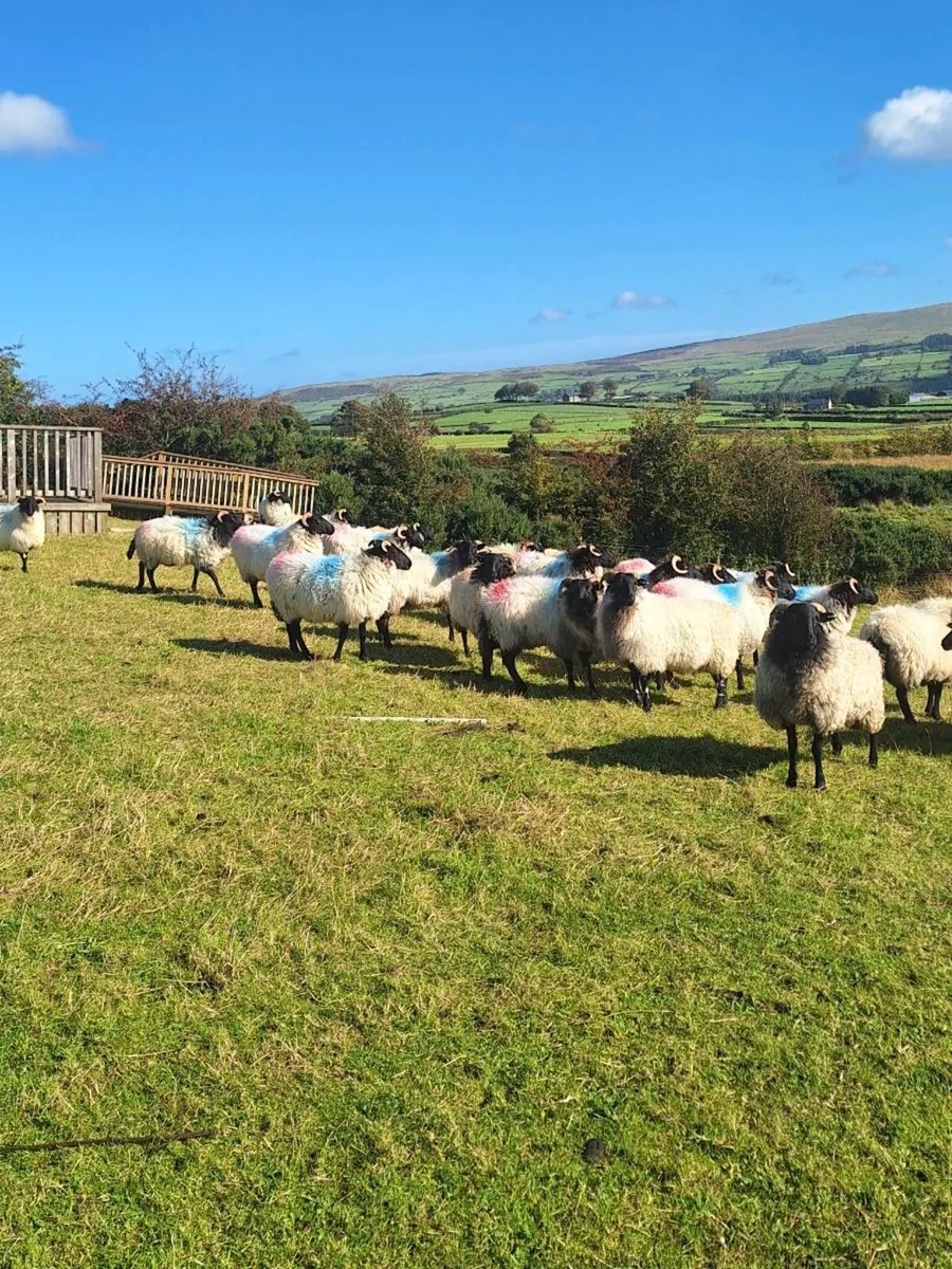 Mayo hoggets - Image 4