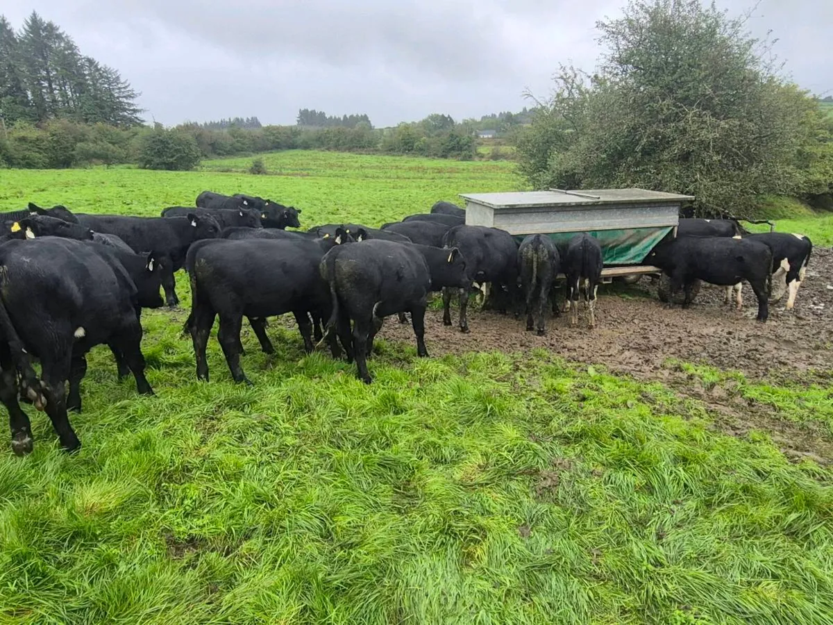 Weanling Bulls and Heifers - Image 3