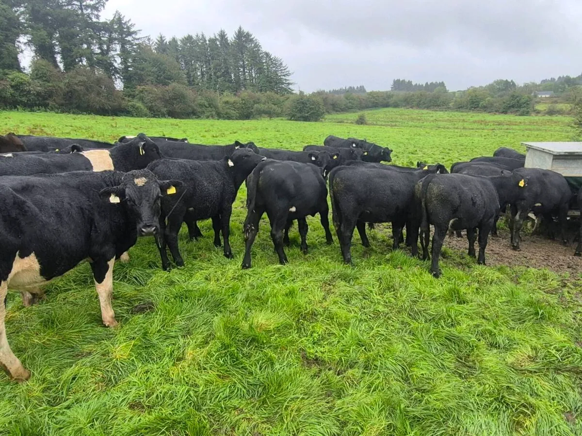 Weanling Bulls and Heifers - Image 4