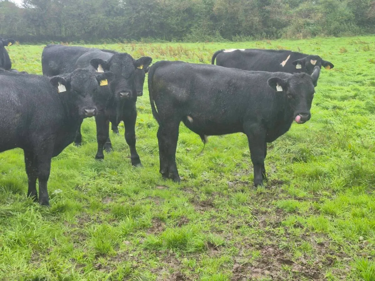Weanling Bulls and Heifers - Image 2
