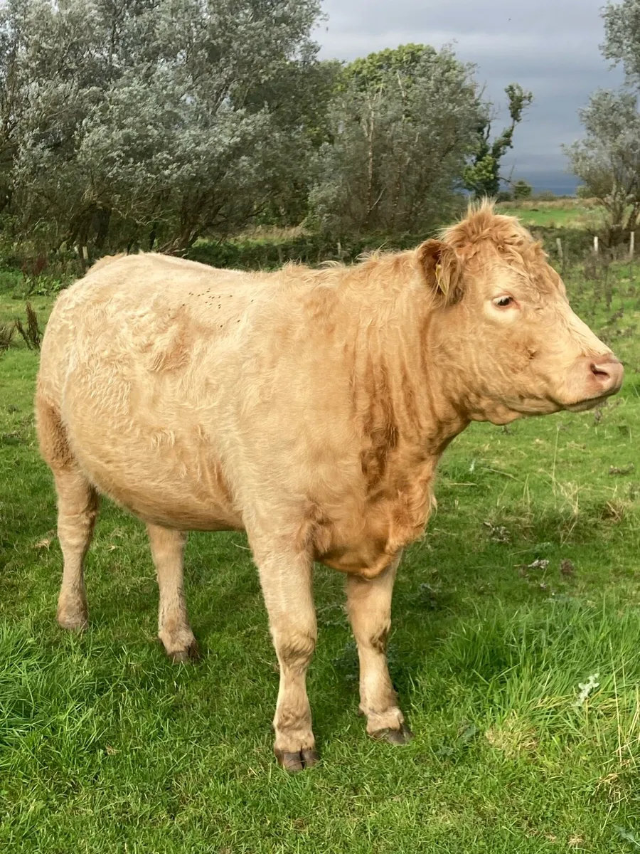 In Calf Heifers - Image 1