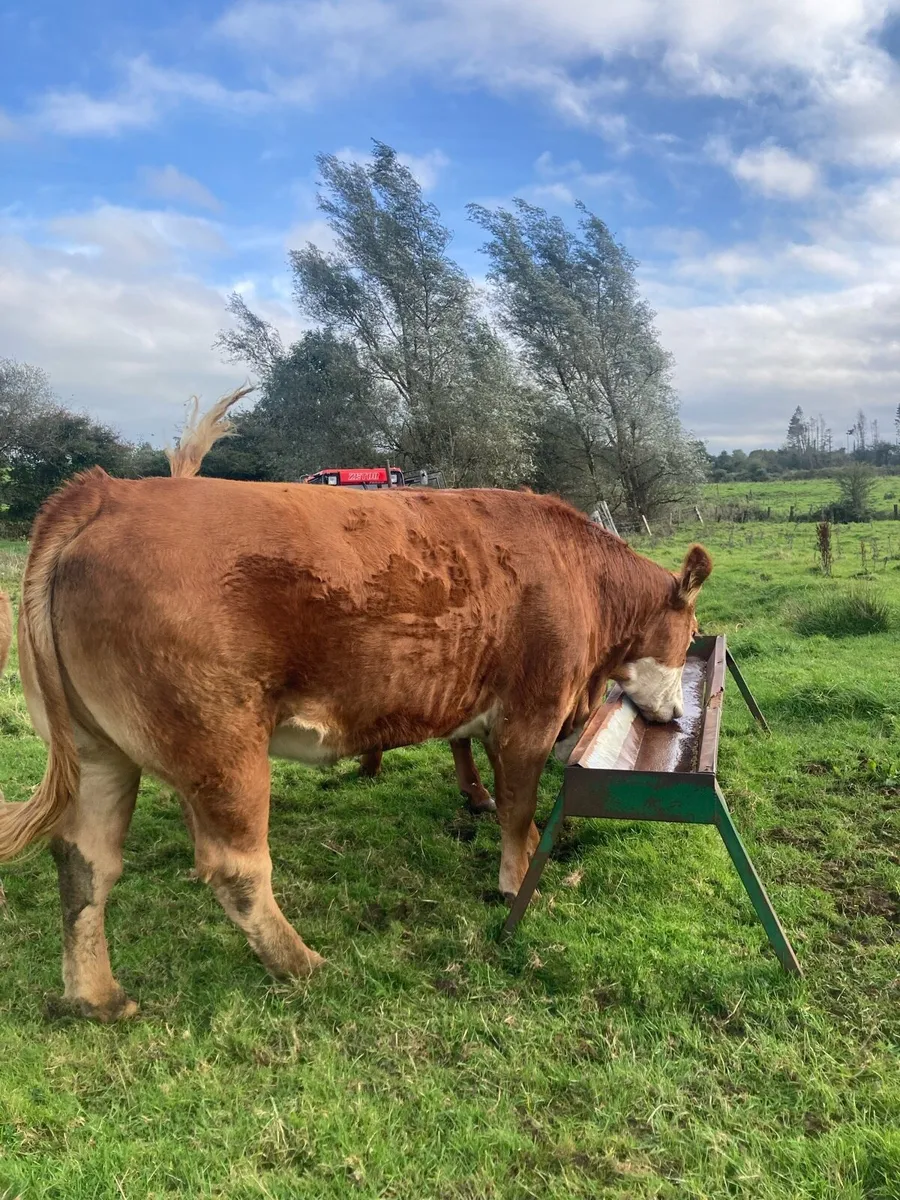 In Calf Heifers - Image 4