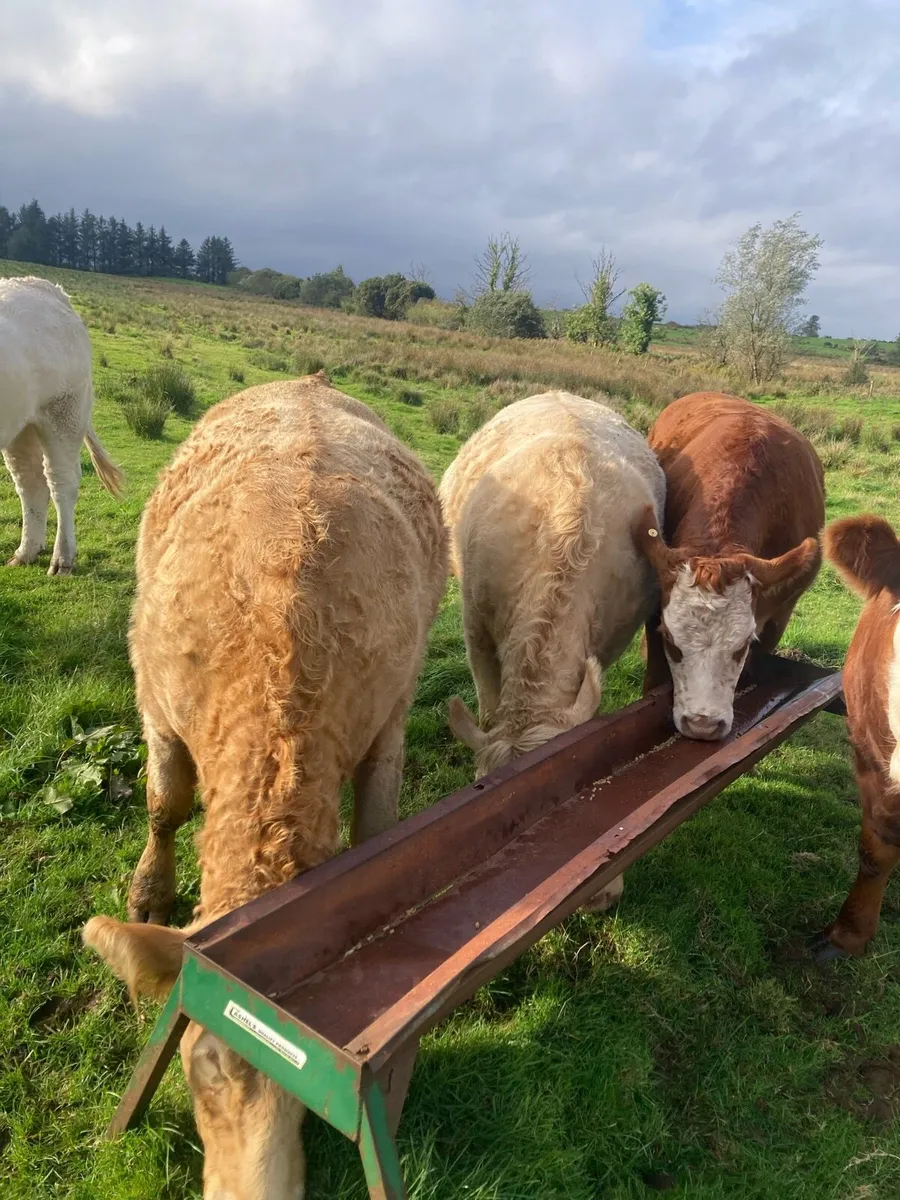 In Calf Heifers - Image 2