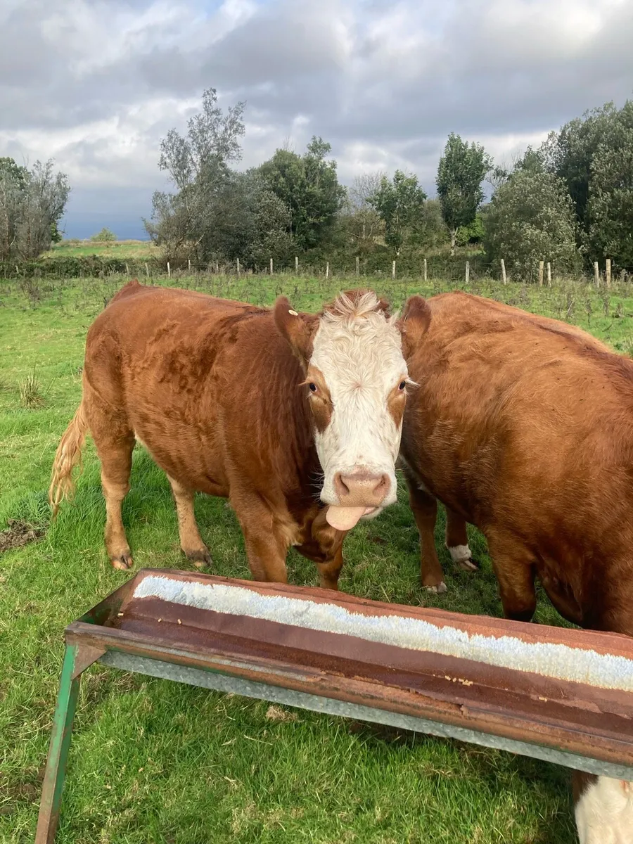 In Calf Heifers - Image 3