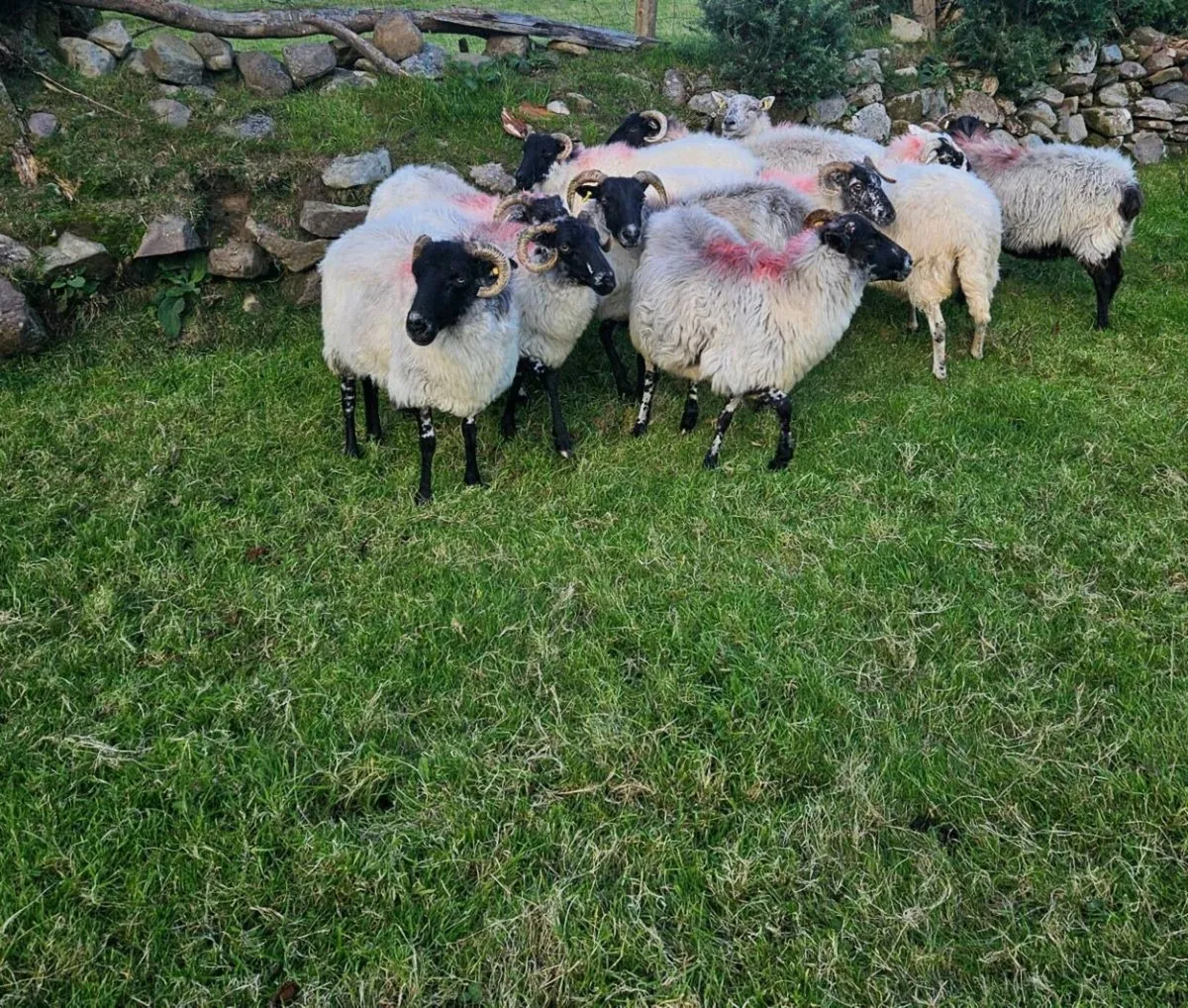 Ewes - Image 2