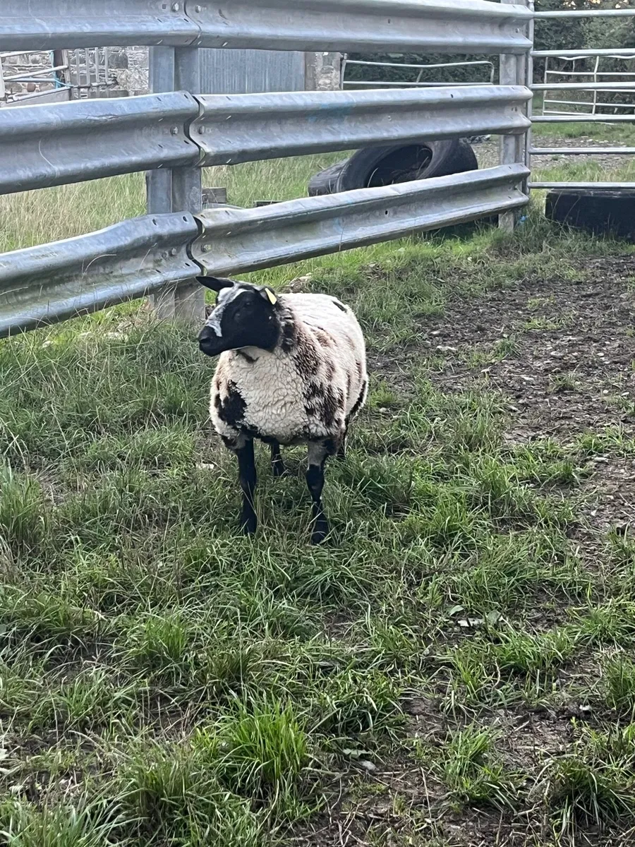 Pedigree registered Dutch spotted ram & ewe lambs - Image 4
