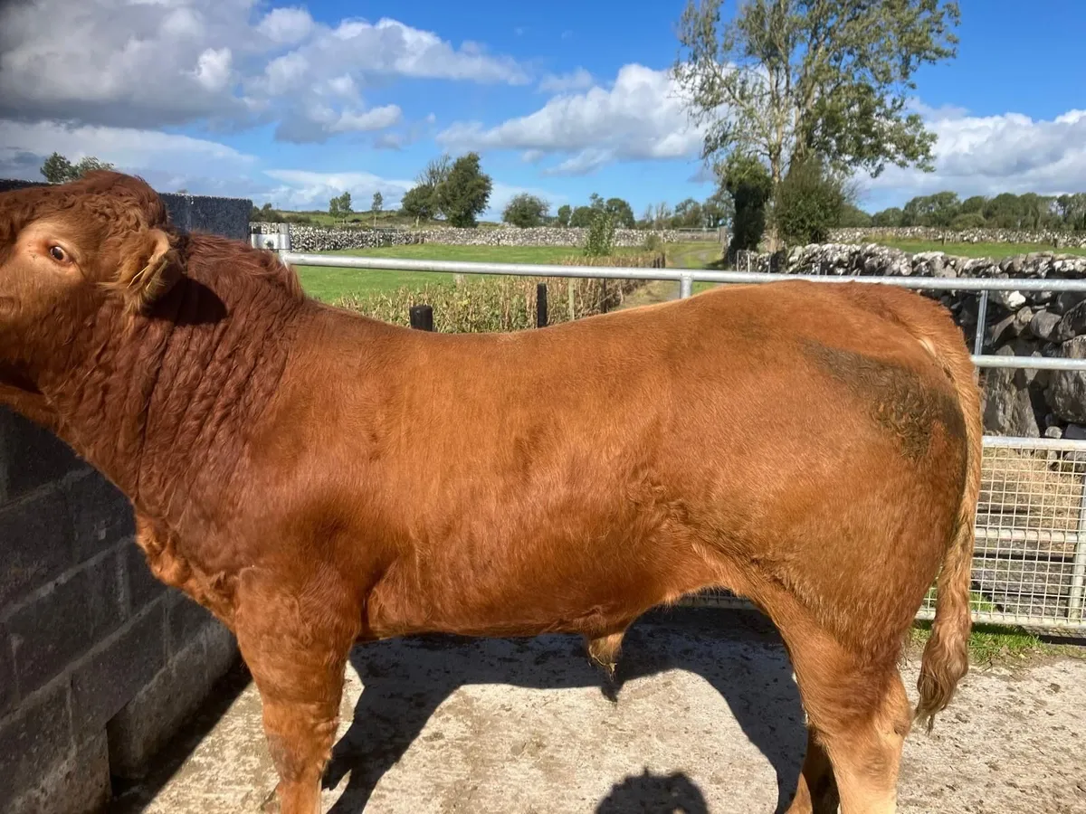 LM Ped Bulls for sale x 2 - Image 2