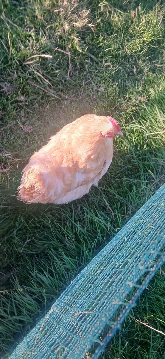 Hens and Rooster - Image 1