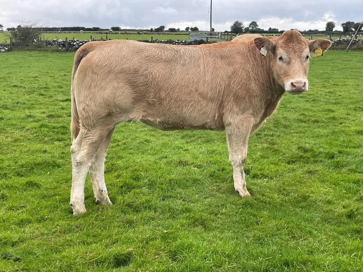 Organic Heifers Ros Mart Saturday 3rd October - Image 1