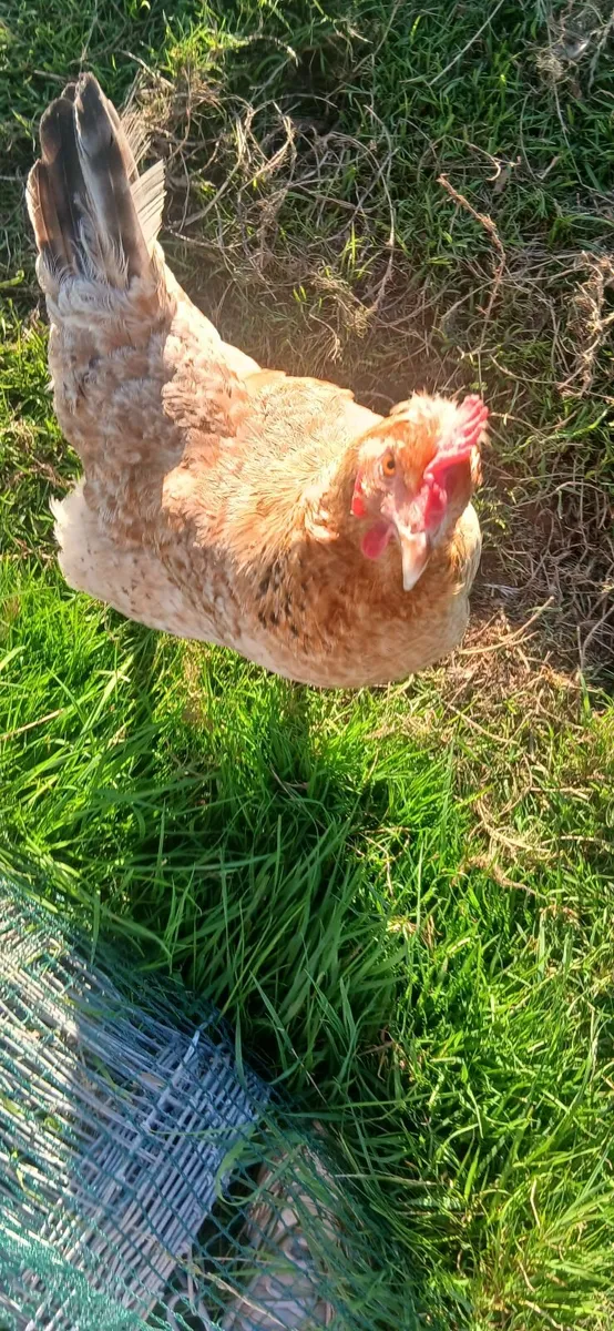 Hens and Rooster - Image 2