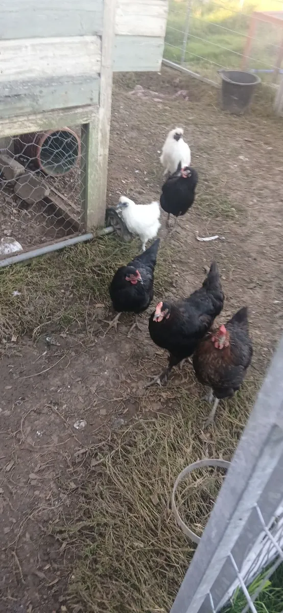 Hens and Rooster - Image 3