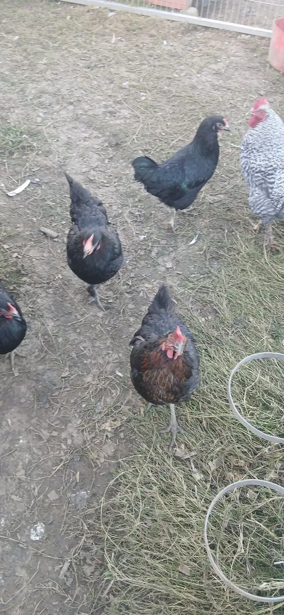 Hens and Rooster - Image 4