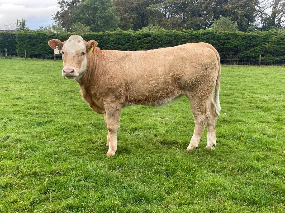 Organic Heifers Ros Mart Saturday 3rd October - Image 2