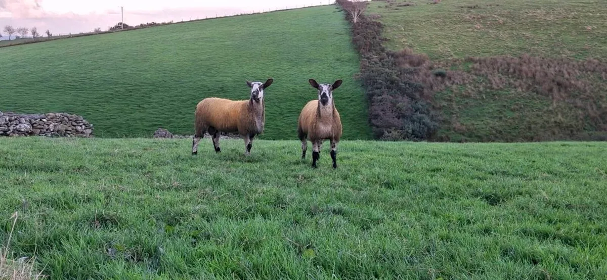 BLUE LEICESTER RAM LAMBS - Image 2