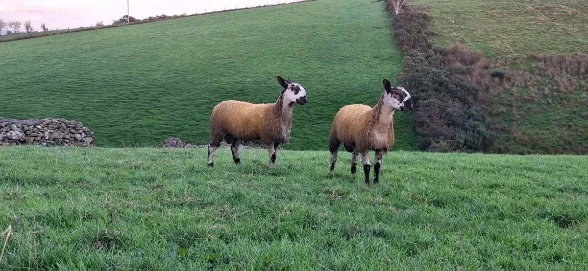 BLUE LEICESTER RAM LAMBS - Image 1