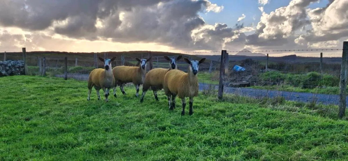 BLUE LEICESTER RAM LAMBS - Image 3