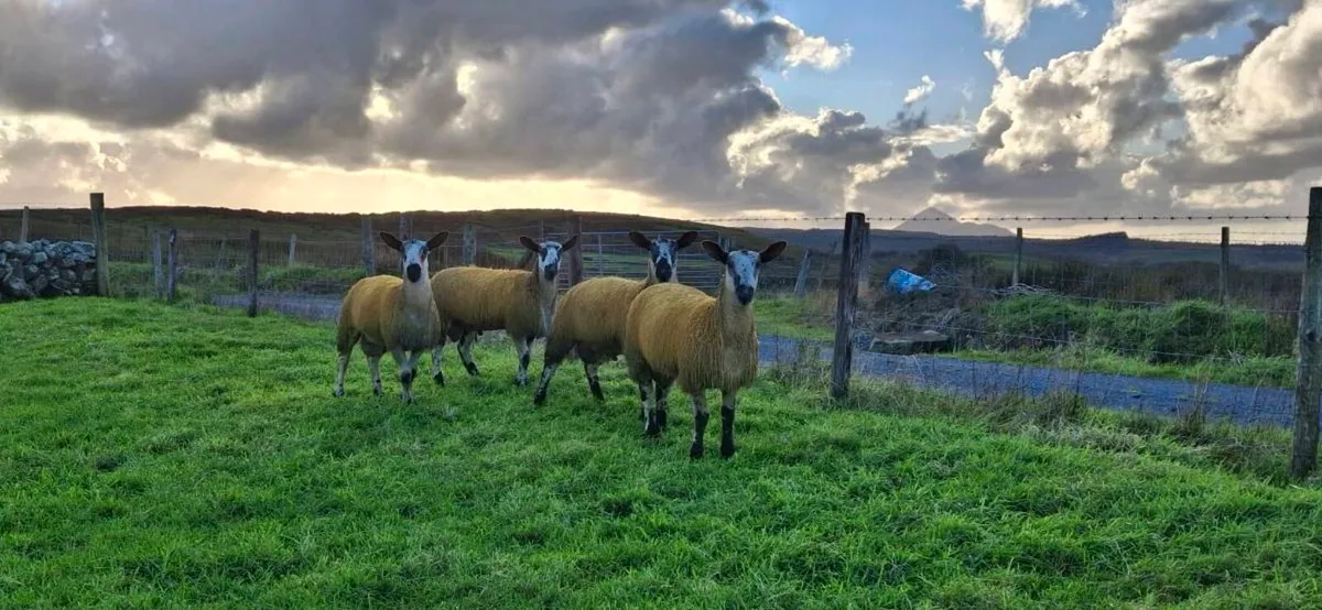 BLUE LEICESTER RAM LAMBS - Image 4