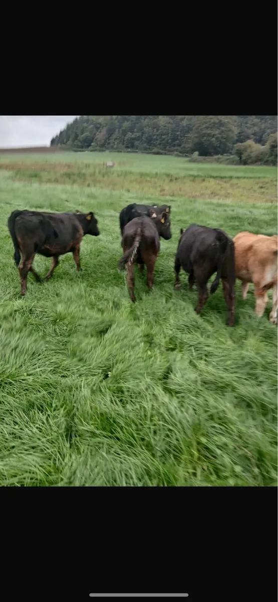 Livestock - Image 1