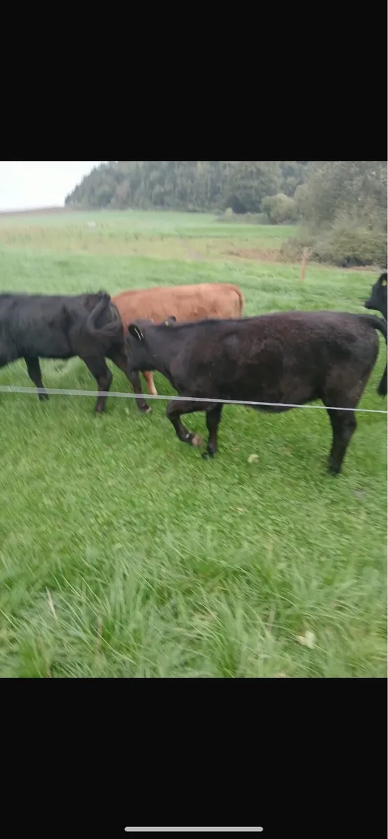 Livestock - Image 2