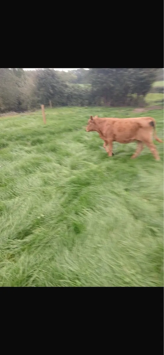 Livestock - Image 4