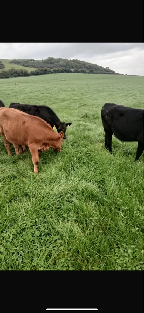 Livestock - Image 3