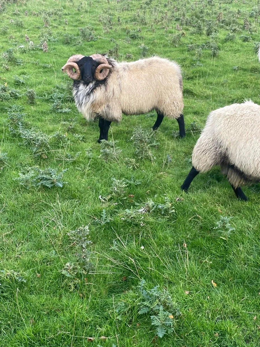 Blackface rams - Image 2