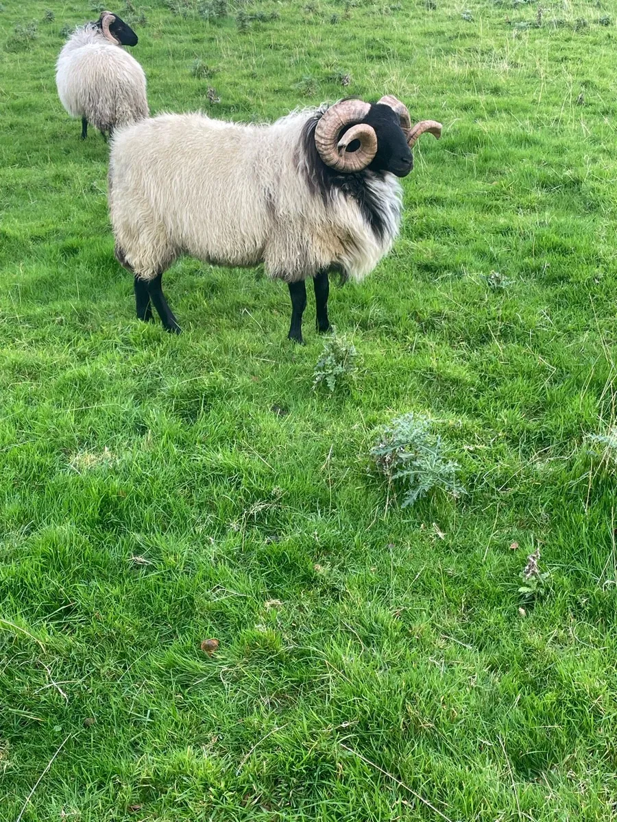 Blackface rams - Image 3