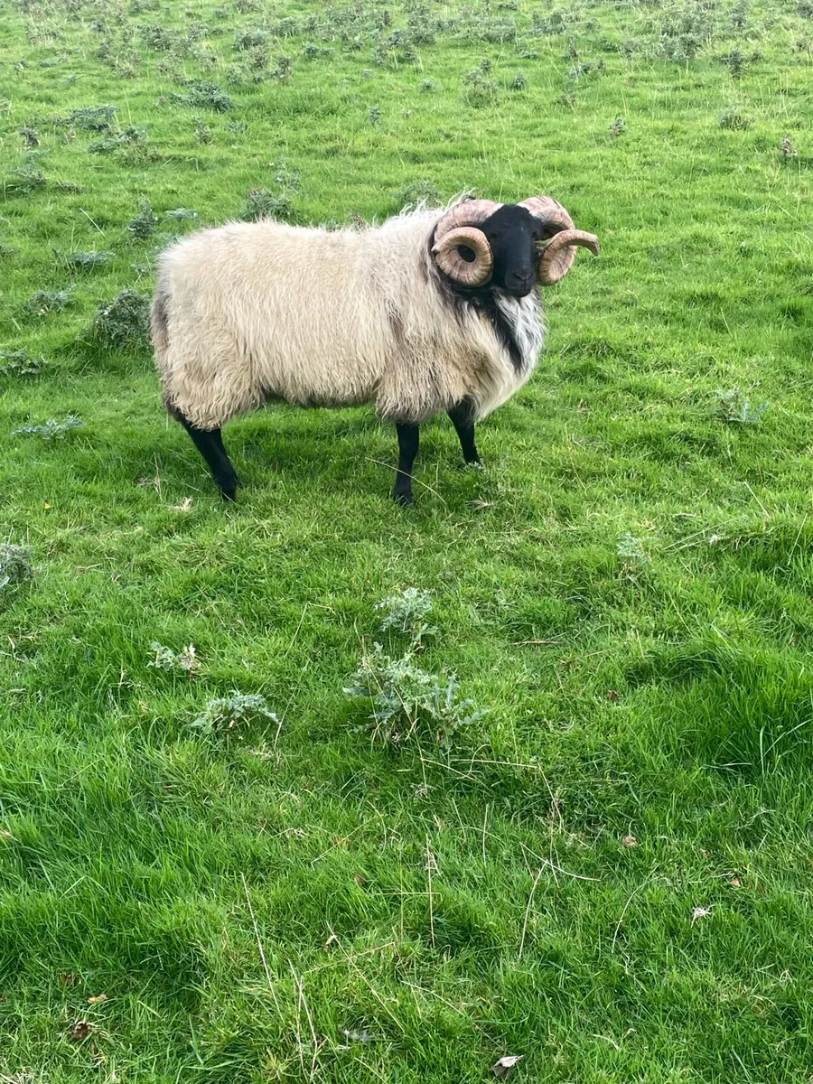 Blackface rams - Image 1