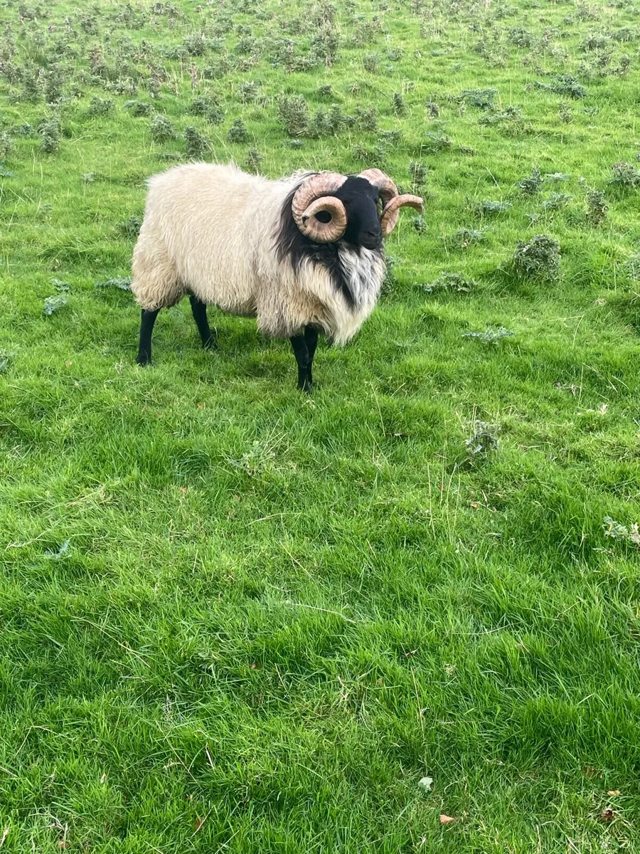 Blackface rams - Image 4