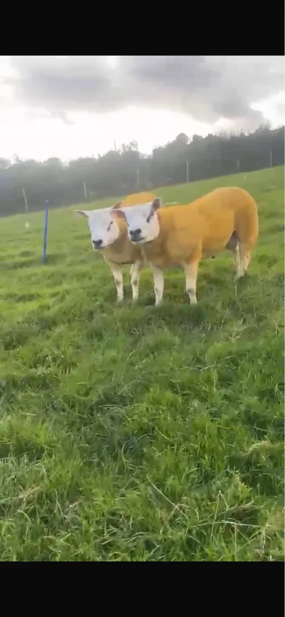 Texel rams - Image 2