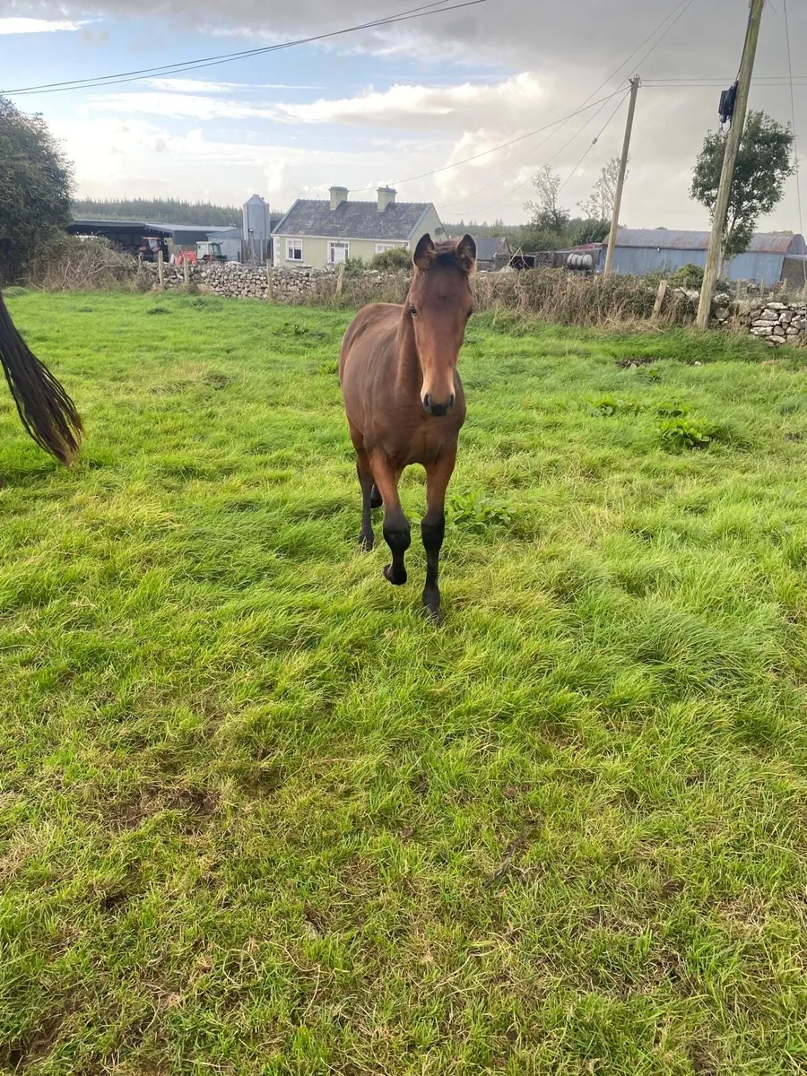 Z Seven Ascot colt foal - Image 3