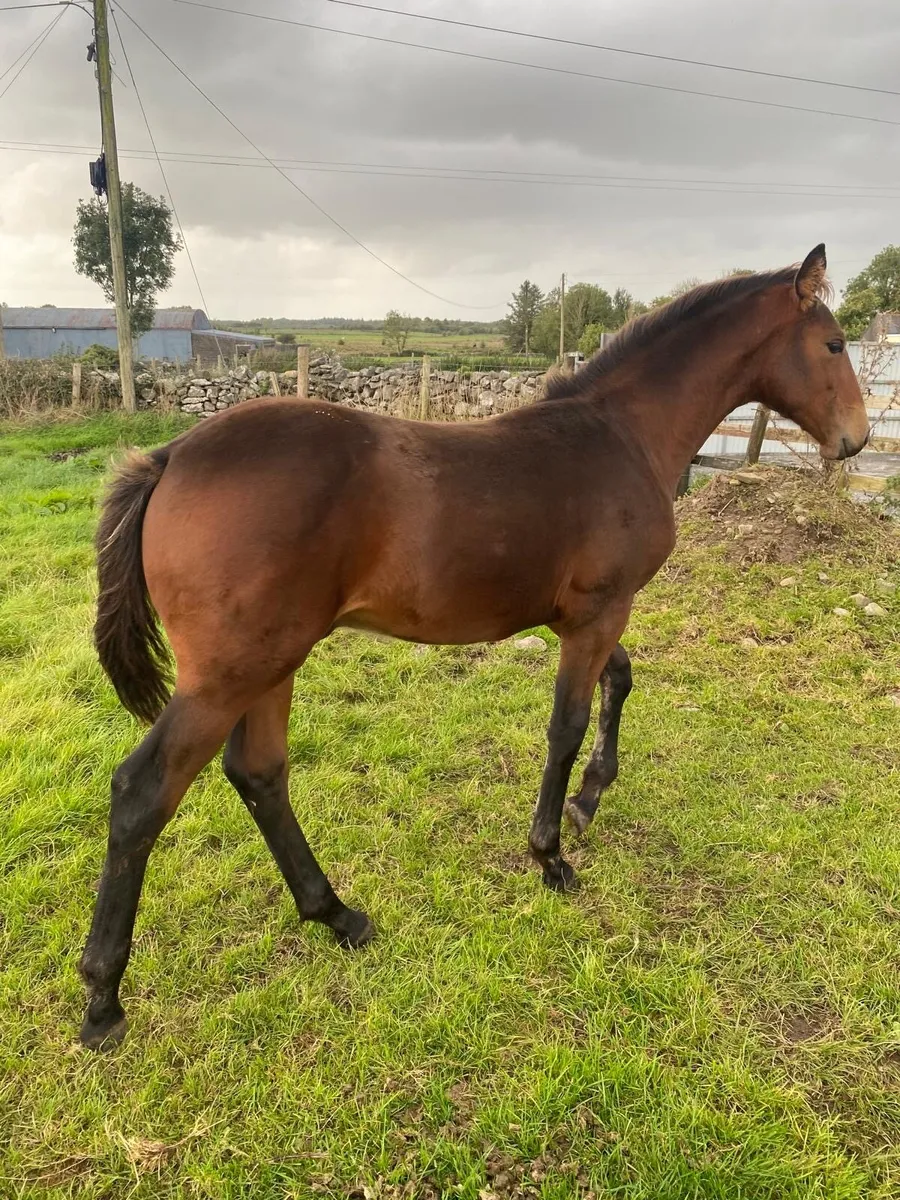 Z Seven Ascot colt foal - Image 1