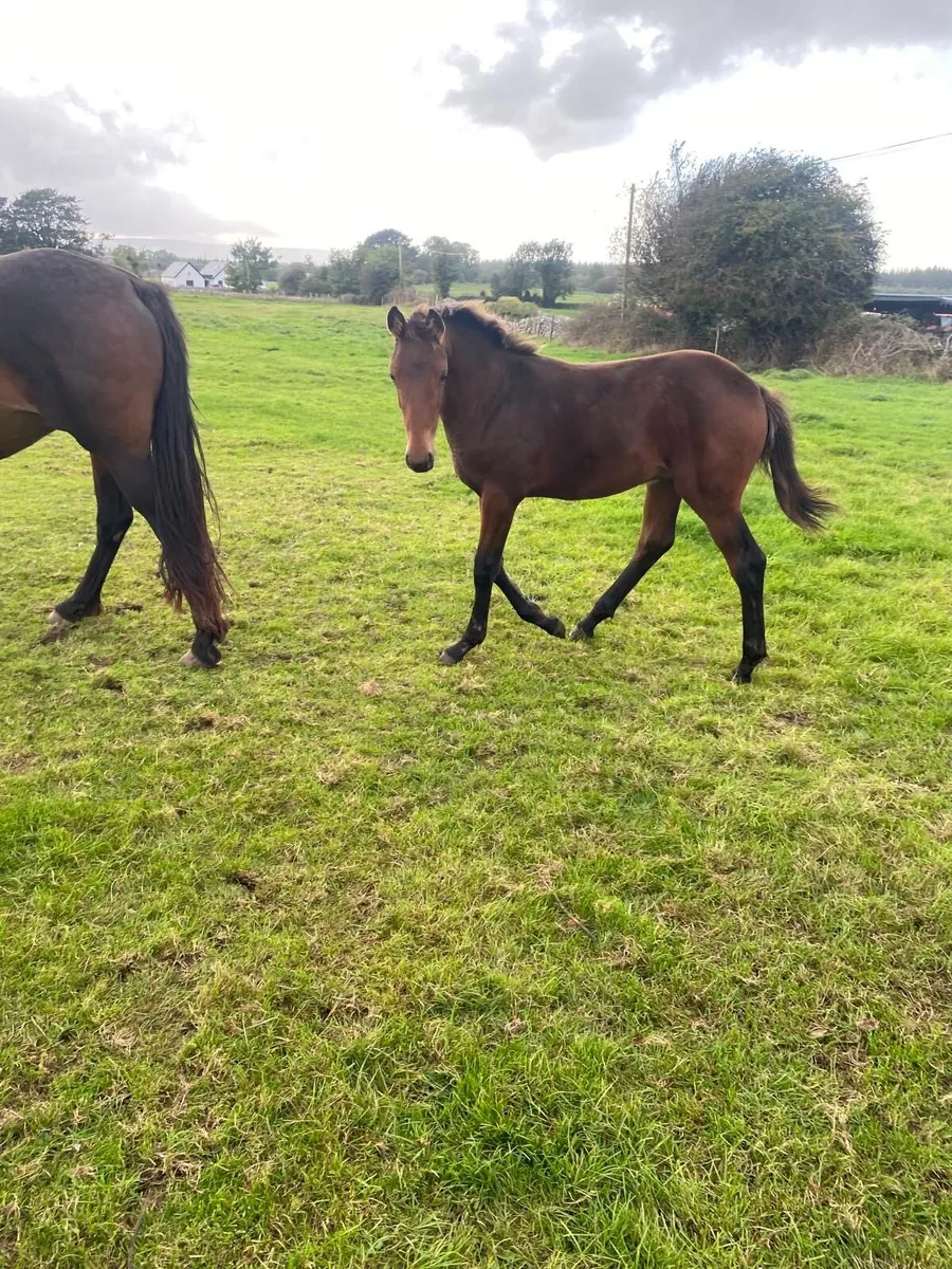 Z Seven Ascot colt foal - Image 4